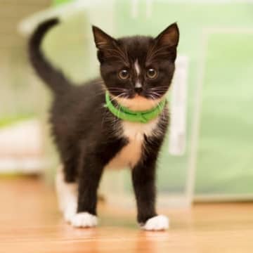 子猫と過ごす『1年間のお世話カレンダー』いつ何をするのがベスト？4つのタイミングを解説
