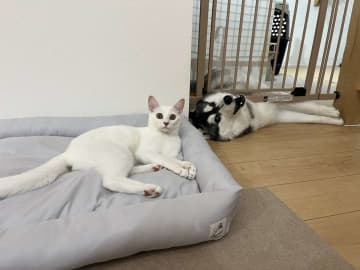 子猫と仲良くなりたかったハスキー犬、7か月後には？　近況に7.6万人破顔「こういうのしか見ていたくない」