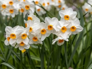 実は危険な有毒植物！ ニラと誤食しやすい「スイセン」で食中毒、搬送も