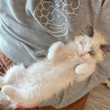 飼い主に抱っこされるお迎え翌日の子猫→たった2カ月後の「ふわふわな成長姿」にキュン！