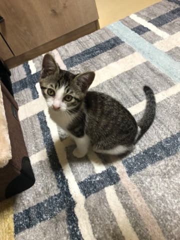 保護した当初は「周囲への警戒が解けていなかった」生後3カ月頃の子猫→約3年後、誕生日にリラックスしておもちゃで遊ぶ姿に心が温まる