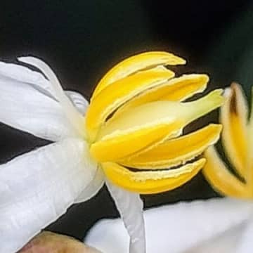 初夏（6月）開花！この小花、ご存知ですか？縁起の良い木で、冬時期に赤い実をつけて注目される！