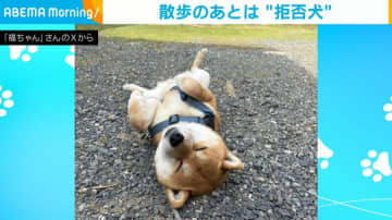 散歩後に“拒否犬”化!? 帰宅しない柴犬のイヤイヤ姿に「なでなでしてみたいな」「お腹も天日干ししないとね」とほっこり