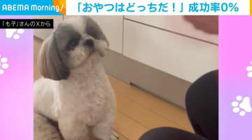 成功率は0％!! 犬が自信満々で「どっちだ？」ゲームを外す姿にほっこり