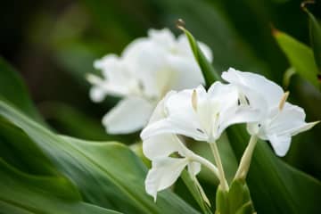 6月12日の花とは？【366日の誕生花と幸せの花言葉】