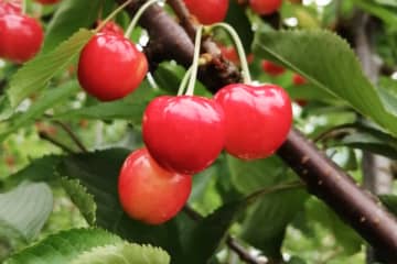 山形・大石田町の“奇跡のさくらんぼ”栽培を未来へつなぐプロジェクトを開始　販路確保と価格評価の課題に挑戦―持続可能な農業モデルへの一歩