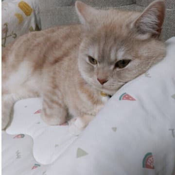 猫の熱中症を防ぐには？覚えておくべきNG行動を獣医師が解説！