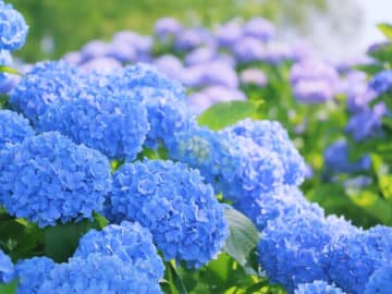 「アジサイ・フェスティバル」が開催されるのは横浜市のどこ？