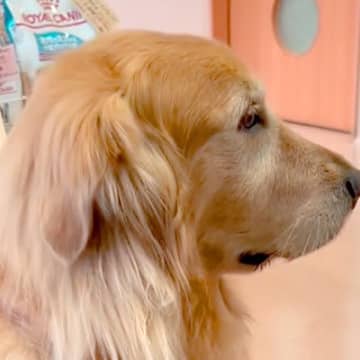 動物病院で自分の順番を不安そうに待つ大型犬…診察後→別犬のような『あからさま過ぎる変化』が18万再生「ドヤ顔可愛すぎｗ」「人間も同じ」
