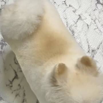 トリミングから帰ってきた犬→上から見てみると…ほわっほわな『食べ物にしか見えない光景』に4万いいね「美味しそうな焼き目」「可愛い」と絶賛