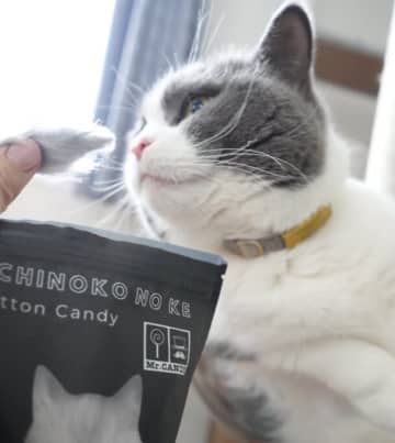 「マジか、、俺の抜け毛食ってる！？」飼い主が絶賛、猫は不満げ！？　抜け毛わたあめに対する猫の表情が大反響