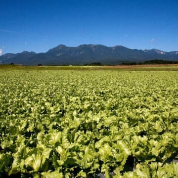 日本一のレタス産地！ 寒暖差で甘み増加、シャキシャキ食感…6月から旬を迎える長野県川上村「高原レタス」の魅力とは？