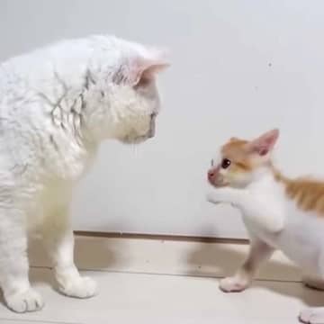 ヨチヨチ歩きの保護子猫が“体重10倍”の親方に勝負を挑んだら…思わず癒される"やり取りの様子"に反響「ほっこりした」「がんばれーｗ」