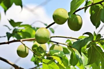【参加無料!】竜王町で「梅狩り」開催決定【6/14】予約不要＆無農薬のカラダに優しい旬食材の収穫体験‼
