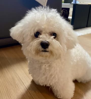 「キレ顔優勝」もふもふ犬、ドライヤー中に怒りの牙を見せたワンコ　乾かされながらも表情で抗議する犬が話題に