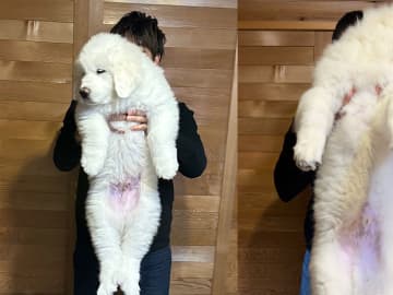 飼い主「ハンパないって」　ひょいと抱っこできた愛犬、しかし２か月後…？