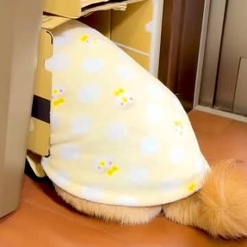 お薬が嫌いな犬→飲ませようとしたら『ダンボール』に隠れてしまい…壮絶な『ブチギレの攻防戦』が29万再生「危機察知能力ｗ」「吹いた」と爆笑
