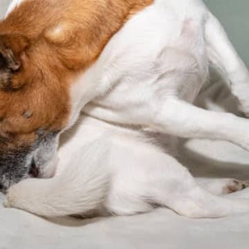 犬が『ストレス』を感じすぎるとどうなる？愛犬に及ぼすリスクや発散するための解消法とは