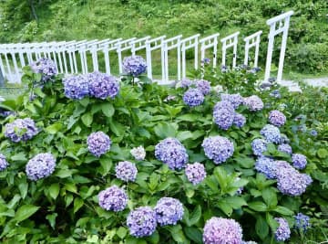 【この初夏に行くべき岡山県のあじさい名所5選】花手水がきれいなあじさい寺や豊かな自然なスポットを厳選！