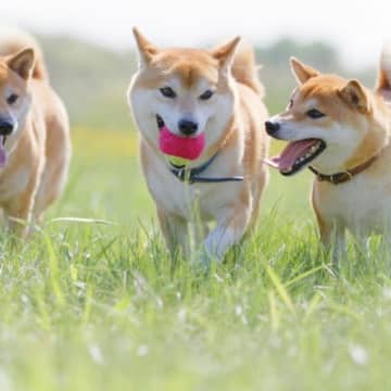 犬が成長すると『性格が変わる』理由3つ　変化するキッカケや要因、正しい接し方まで
