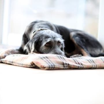 下痢が出ていないのに腸が悪いことがある？！犬のタンパク喪失性腸症（PLE）について【獣医が解説】