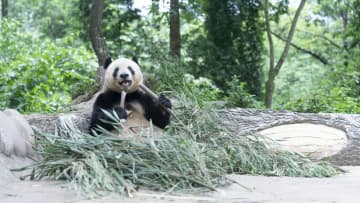 パンダのシャンシャン、両手にタケノコ　中国四川省
