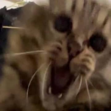 猫じゃらしを使用して遊んでいたら…飼い主さんが恐怖を覚えた『まさかの瞬間』が87万表示「バスの中で見なくて良かったｗ」「猛獣がおる」