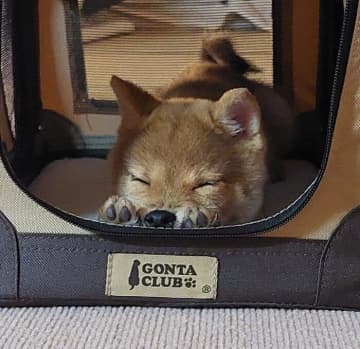 キャリーバッグの中で眠る子犬を半年後に同じ場所で撮影するとパツパツに！→成長姿に「大きくなったなー」と実感