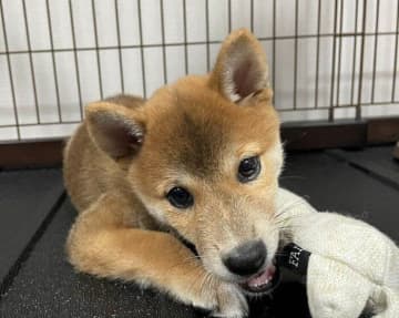 夢中でおもちゃを噛む無邪気な子犬→1年半後には立派なおとなの柴犬に！　大の“甘えん坊さん”な成長姿が愛おしい