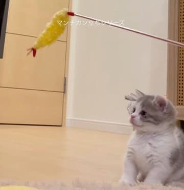 「えび天」のおもちゃを見つめる子猫、直後にスクッと「マンチカン立ち」　可愛いしぐさに悶絶！