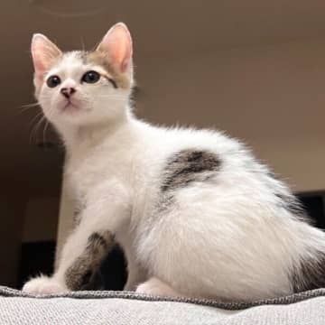 お迎え初日からソファで“ドヤ顔”　ツンデレな生後2カ月の保護子猫→2才10カ月の「大きくなった成長姿」にキュン！