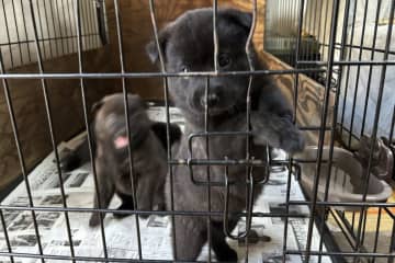 子グマにしか見えない「犬の赤ちゃん」が話題　猟犬として飼われてきた日本犬だった