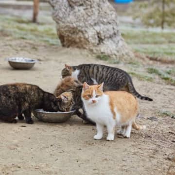 クラウドファンディングで「地域猫サポート活動」を支援　400万円もの寄付が集まる　シンガポール