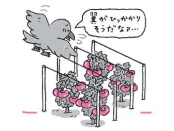 カラスは“森の建築士”!? 果実を運ぶエコヒーローの生態とは【眠れなくなるほど面白い 図解 カラスの話】