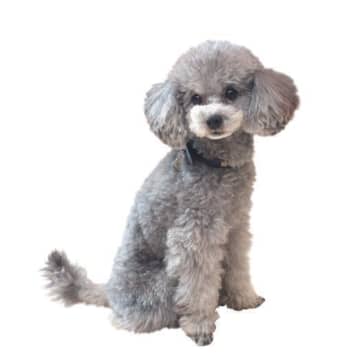 年に一度は受けたい「愛犬の眼科検診」目薬・軟膏などのセルフアイケア方法も紹介