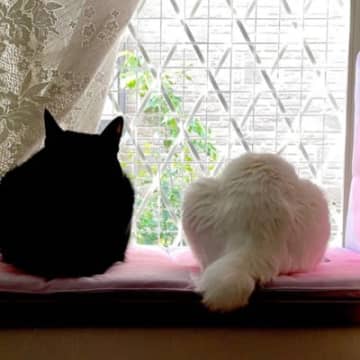 『窓の外を眺めている2匹の猫』かと思ったら…まさかの『衝撃的な事実』に驚きが隠せないと1万いいね「全然わからないｗ」「だまされたｗ」