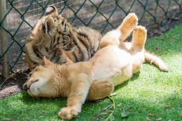 アムールトラとライオンの赤ちゃんが次々に誕生　中国黒竜江省