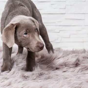 『臆病な犬』がみせるサイン4選　警戒心が強い性格になる要因や安心感を与える方法まで
