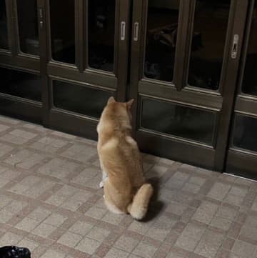 玄関のドアの前に座って飼い主の帰宅を待つ柴犬　健気な待ち姿からわかる心理｜獣医師解説