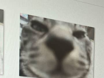 愛猫を撮影する飼い主　撮った写真を見返して、爆笑した理由とは