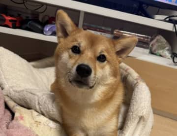「どこ乗ってんの！！柴犬"本気の抵抗"」パパの出勤に柴犬が示した行動とは？物理的に重すぎる柴犬の愛が話題に
