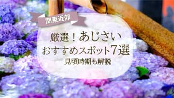 【2025】関東近郊 厳選！あじさい名所・おすすめスポット7選｜見頃時期も解説