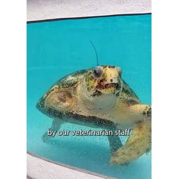米フロリダ州で保護されたウミガメが野生にカムバック！ 3本ヒレで力強く泳ぐ姿に感動
