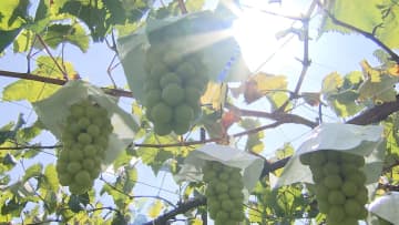 長野・須坂市と岡山・吉備中央町がふるさと納税の対象除外に…返礼品ルールに違反したとして指定取り消しへ　「信頼を損ないかねない」村上総務相