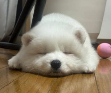 まったりする姿が「お餅すぎる」サモエド子犬→半年後も「お餅すぎる」可愛い成長っぷりにほっこり！