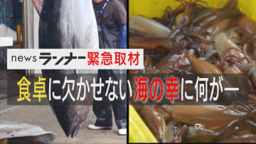 マグロは豊漁 でもイカは不漁で高級食材化？ たったの2匹の船も… 初セリは中止に 「暑すぎの影響も」と専門家 日本の海の幸に『異変』が