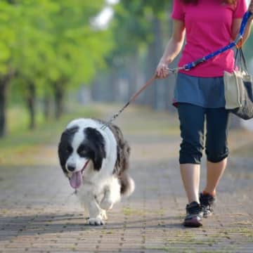 犬の『リード』正しい使い方とは？愛犬を危険に晒している可能性も…事故を防ぐために意識すべきことまで