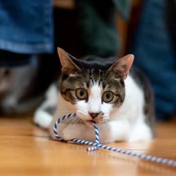 飼い主が『だらしない』と猫には大迷惑！ルーズな人が猫にもたらす4つの危険