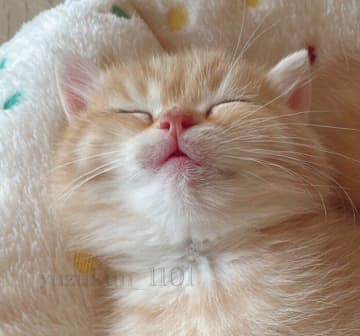 “赤ちゃん感”がすごかった子猫→およそ半年後には、筋肉質でがっしりとしたコに！　成長ビフォーアフターにほっこり