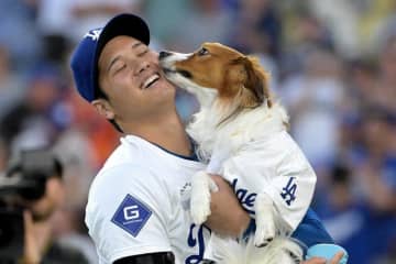 大谷翔平の愛犬デコピン、ブルーのボーダー服姿がカワイイ　上目遣いショットも...「癒されます」